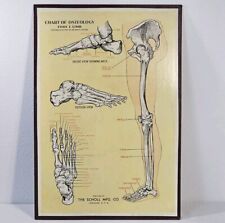 Vintage Scholl Mfg Advertising Medical Chart Boards Osteology Foot & Limb 1913 picture