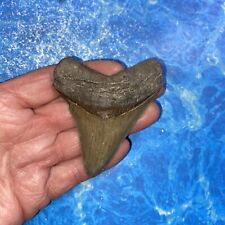 MEGALODON SHARK TOOTH 3.08’’ HUGE TEETH MEG SCUBA DIVER DIRECT FOSSIL NC 7688 picture