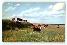 White Faced Herefords Cows on Pasture on Hill Beef on the Hoof Postcard E5 picture