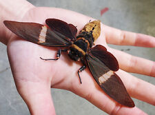 Giant Black Cicada Tosena albata WINGS SPREAD picture
