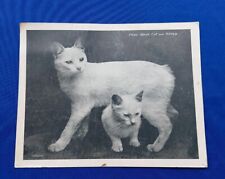 Postcard - Prize Mink Cat and Kitten Henry Hough Pub. England Unposted Chrome picture