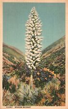 Vintage Postcard 1941 Spanish Bayonet Blossoms Hillslopes Myriad Yuccas Arizona picture