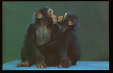Monkey Business  Kissing Chimps Primate Animal Postcard picture