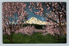 OR-Oregon Mt. Hood Framed in Blooming Apple Blossom Trees Vintage Postcard picture