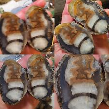  AA+ Bouquet Banded Agate Sagenite Plume San Carlos Chihuahua Laguna Mexico 360g picture