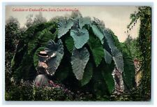 c1910 Calladium or Elephant Ears Santa Clara Garden CA Antique Postcard picture