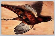 Artist Signed Alfred Schonian~Game Bird On Wood Board~Wildlife~c1910 Postcard picture