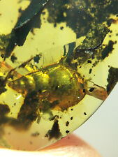 Burmese burmite Cretaceous Viviparidae field snail insect fossil amber Myanmar picture