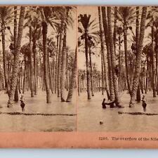 1898 Cairo Egypt Nile River Flood Coconut Tree Stereoview Real Photo Ancient V29 picture