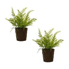 Melrose Varigated Fern Bush with Rooted Base (Set of 2) picture
