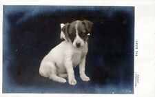 Puppy The Baby Rotograph Real Photo Postcard rppc picture