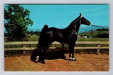 TN-Tennessee, Champion Walking Horse, Antique, Vintage Souvenir Postcard picture