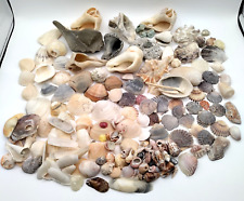 Vintage 4LB Mixed Sea Shell LOT Colorful Conch Clam Scallop Oyster Cockle Whelk picture
