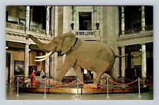 Washington DC, Smithsonian Institution, African Bush Elephant, Vintage Postcard picture