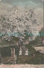 Liberty NY - APPLE BLOSSOMS IN SPRING - Postcard Catskills picture