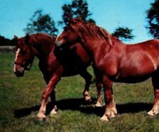 Greetings from Stevensville Michigan 1960's Postcard Beautiful Horses Grazing  picture