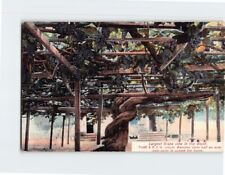 Postcard Largest Grape Vine in the World picture