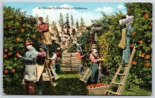 Postcard An Orange Picking Scene In California Unposted picture