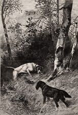 Dog Flat Coated Retriever & Pointer Find A Rabbit, Large 1880s Antique Print picture