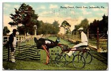 Racing Ostrich, Ostrich Farm, Jacksonville, Florida Postcard picture