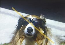 Vintage 1971 35mm Slide Glam Dog In Sunglasses Shades #22372 picture