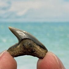Calverts Cliff Tiger Shark Tooth - Miocene - Not Megalodon picture