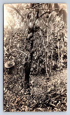Vintage RPPC Papaya Growing on Tree Tropical Fruit Q26 picture
