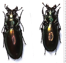 Carabidae, Carabus (Lipaster) stjernvalli gvalijai pair A1, W. Georgia picture