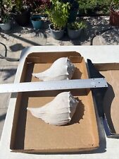 Florida Fossil Shell Giant Whelk ,  Pliocene Era picture