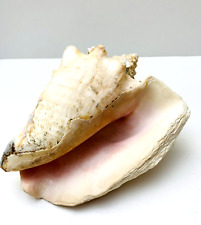 Large Queen Conch Sea Shell 8.5 x 6 Natural Nautical Beach Decor Thick Edge picture