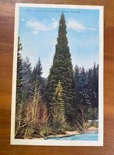 Vintage Linen Postcard~ PERFECT TREE, Boulder Canyon, Colorado-Unposted picture