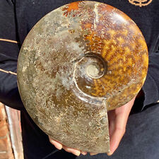 7.2LB Natural Fossil Snail Agate Fancy Cabochon Gemstones picture