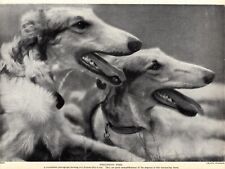 1930s Antique BORZOI Dog Print Russian Wolfhound Dog Print 5424a picture