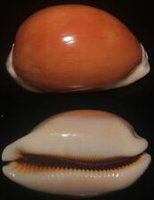 Tonyshells Seashells Cypraea Aurantium SUPERB 88mm F++, superb orange/red specim picture