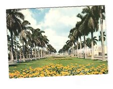 Stately Royal Palm Trees Along a Typical Florida Avenue Postcard Unposted 4x6 picture