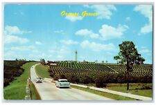 1963 Scenic View Orange Groves Classic Cars Road Plant City Florida FL Postcard picture