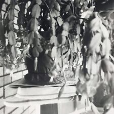 Vintage 1951 Black and White Photo Close Up Potted Plant Leaves Front Porch picture