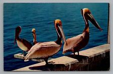 Postcard Pelicans Tampa Florida Cancel 1959 picture
