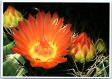 Postcard - Fish-Hook Barrel Cactus (Ferocactus Wializenii) picture