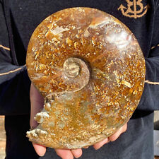 3.37LB Natural Fossil Snail Agate Fancy Cabochon Gemstones picture