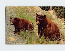 Postcard American Black Bear, Yosemite, California picture