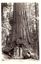 RPPC Postcard Mariposa Grove King of the Trees Wawona Yosemite 1940 picture