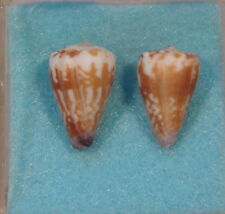 Conus Sponsalis 2 Shells 20mm San Carlos Bay Guymas,Mexico formerly Sp. Nux picture
