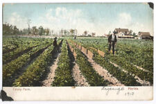 Florida FL Postcard Celery Farm c1905 picture