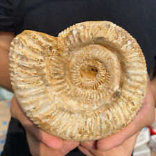 1.4lb Natural Raw Ammonite Fossil Conch Quartz Crystal Rough Mineral Specimen picture