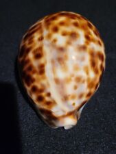 Giant Hawaiian Tiger Cowrie Sea Shell (Cypraea Tigris) Gigantic 111mm picture