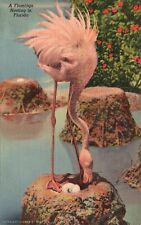 Postcard FL Hialeah Park Flamingo Nesting Posted 1942 Linen Vintage PC J9018 picture