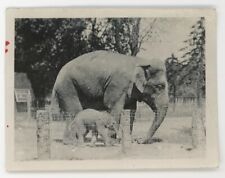VINTAGE 1930s SUPER CUTE photo MOTHER and BABY elephant take a walk at zoo PHOTO picture
