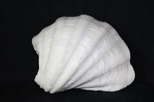 Beautiful Natural Large Clam Shell Tridacna Gigas Specimen 9-1/2