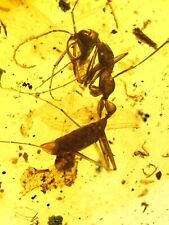 Superb Two Rare Haidomyrmex Burmite Natural Myanmar Insect Amber Fossil picture